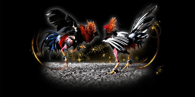 Trực tiếp đá gà C1 Các loại cược phổ biến trong trực tiếp đá gà C1