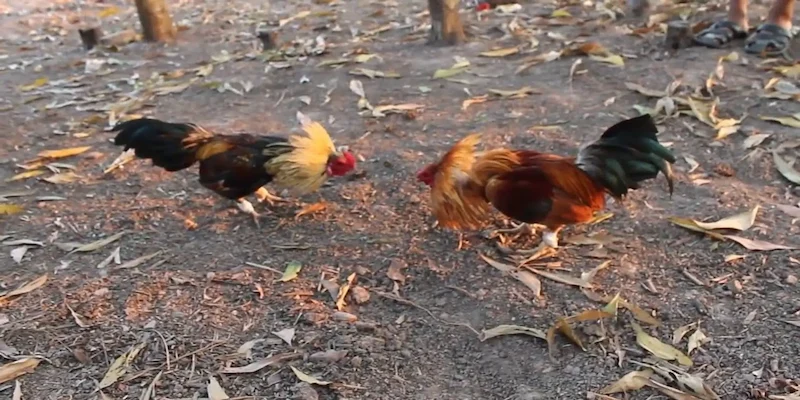 đá gà tre là gì