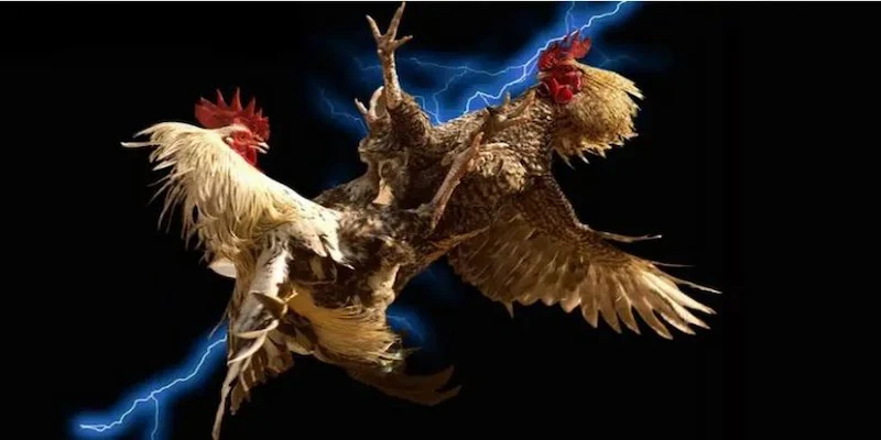 Trực tiếp đá gà C1 Nguyên tắc cơ bản trong trực tiếp đá gà C1